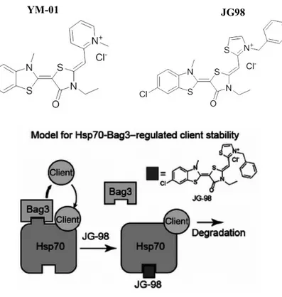 Figure 2.8 Chemical structures of YM-01 and JG98 Hsp70 inhibitors and  Supposed mechanism of action of JG-98 