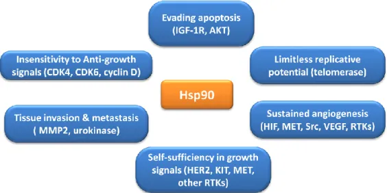 Figure 1.3 Hsp90 functions implicated in establishment of each of the hallmarks of cancer