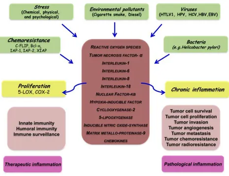 Figure 1. 1 Different faces of inflammation and its role in tumorigenesis.