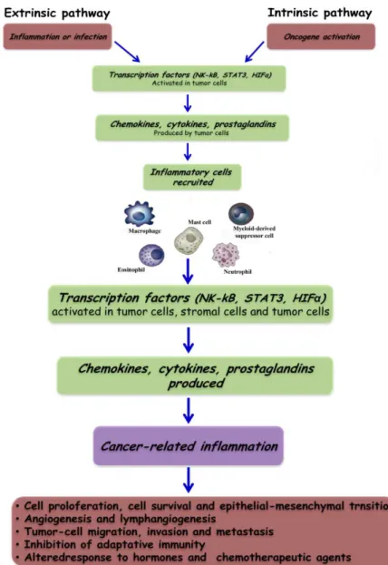 Figure  1.  3  Pathways  that  connect  inflammation  and  cancer.  Cancer  and  inflammation  are 