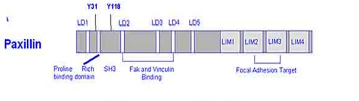 Figura 12 – Rappresentazione schematica dei domini present nella struttura della Paxillina (Turner et 