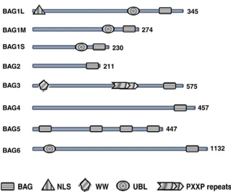 Figura  13 -  La famiglia delle proteine BAG. Tutte le sei proteine BAG contengono un dominio BAG 