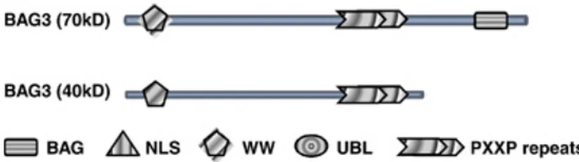 Figura 14 -  rappresentazione schematica della proteina BAG3 full – lenght e della shorter 