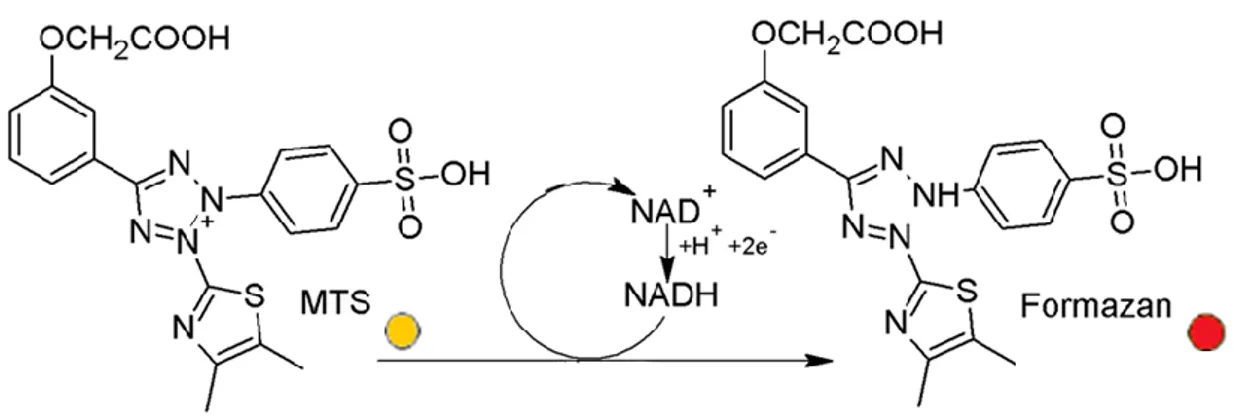 Fig. 5. Mechanism of the reduction reaction of MTS to Formazan. 
