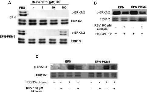 Fig. 3. Effect of RSV on ERK1/2 activation. A) A representative WB analyzing the dose–response effect of 1, 10 and  100 μM RSV on ERK1/2 phosphorylation in EPN and EPN-PKM3 cells