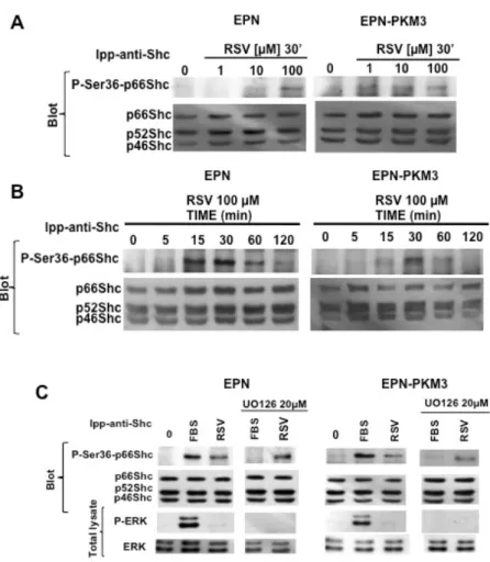 Fig. 5. Effect of RSV on p66Shc Ser36 phosphorylation. A) A representative WB analyzing the dose–response effect  of  RSV  (1,10  and  100  μM)  on  p66Shc  Ser36  phosphorylation  in  EPN  and  EPN-PKM3  cells