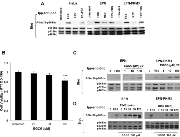 Fig. 6. Effect of RSV on p66Shc Ser36 phosphorylation in HeLa Cells, and effect of EGCG on EPN cells viability  and on p66Shc Ser36 phosphorylation in EPN and EPN-PKM3 cells