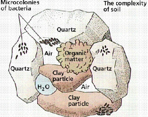 Fig. 4. Habitat dei microrganismi del suolo 