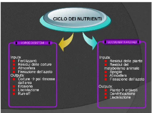 Fig. 6. Ciclo dei nutrienti in un ecosistema naturale ed in un agro-ecosistema. 