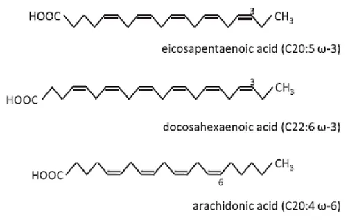 Figura  3.  Struttura  e  nomenclatura  dei  principali  acidi  grassi  polinsaturi  (PUFA)