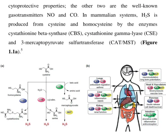 Figure  1.1.  Biology  of  H 2 S  in  the  human  body.  (a)  Major  biochemical  pathways  for  H 2 S 