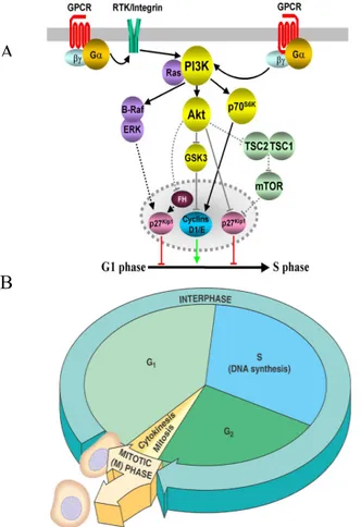 Figure 1.1. A) Gene products and pathways involved in induction of S phase from G1 phase