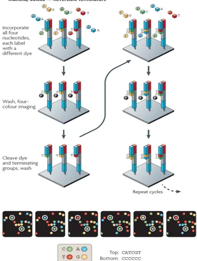 Figure  1.7.  Four-colour  and  one-colour  cyclic  reversible  termination  methods.  A)  The  four- four-colour cyclic reversible termination (CRT) method uses Illumina/Solexa’s 3′-O-azidomethyl  reversible  terminator  chemistry  using  solid-phase-ampl