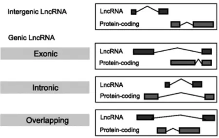 Figure 1.8. LncRNAs classification according to GENCODE catalogue (Derrien et al., 2011) 
