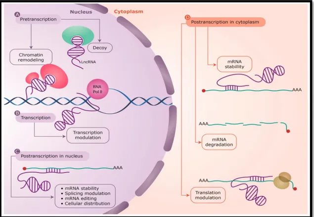 Figure  1.9.  LncRNAs  have  been  found  to  act  at  every  level  of  gene  regulation:  A)  Pretranscriptional,  as  protein  guides  or  acting  as  decoys  holding  proteins  away  from  chromatin; B) Transcriptional, as modulators of transcription; 