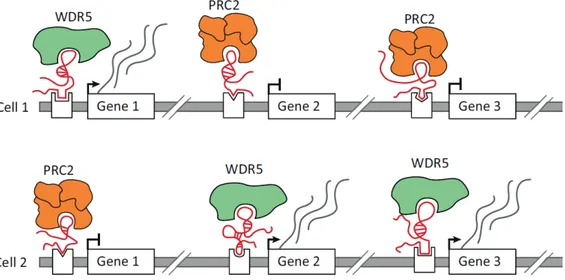 Figure 1.10. Long noncoding RNA (lncRNA)-mediated regulation of gene expression through  the  recruitment  of  chromatin  regulatory  proteins