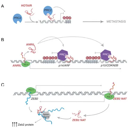 Figure 1.12. Mechanisms of gene regulation by oncogenic long ncRNAs. A) lincRNA HOTAIR  recruits PRC2 to specific gene promoters for methylation of lysine 27 of histone 3 (H3K27me),  inducing  gene  repression  that  leads  to  breast  tumor  metastasis
