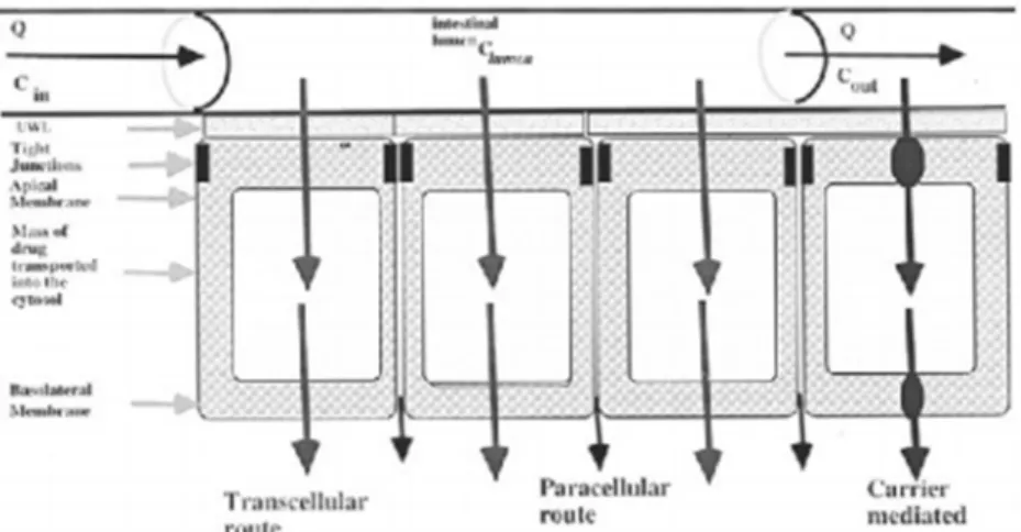 Figure 48. Schematic of the membrane transport  barriers across the intestinal  epithelium during a perfusion of the intestinal lumen [10]