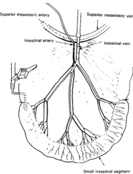 Figure  53.  Schematic  diagram  of  intestinal  vascular  perfusion  without  obstruction of mesenteric or portal blood flow [52]
