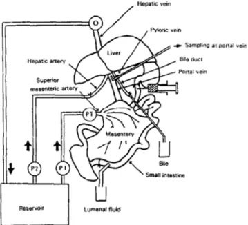 Figure 54. Schematic illustration of the vascularly  perfused  rat intestinal-liver  preparation and the perfusion apparatus [52]