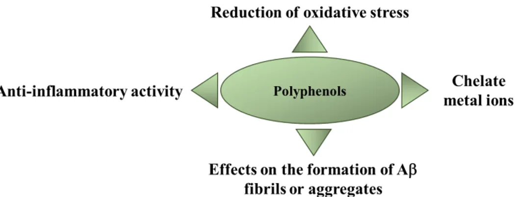 Figure 1.3. Potential biological processes targeted by polyphenols in 