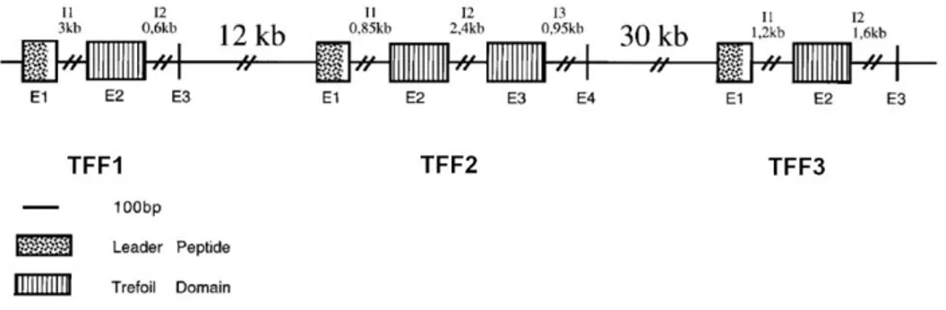 Figura  1.9  Regione  del  cromosoma  umano  21q22.3  che  codifica  per  i  TFF  umani
