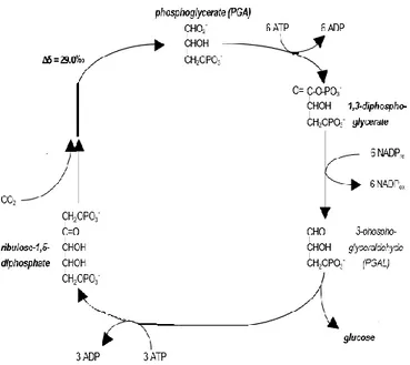 Figure  3.Calvin  cycle  to  fix  CO 2   for  C 3   plants  with  expression  of 