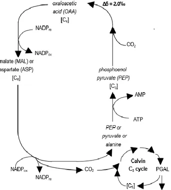 Figure 4. Hatch-Stack cycle to fix CO 2  for C 4  plants with expression 