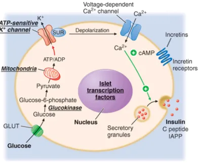 Figure  1.1  Mechanisms  of  glucose-stimulated  insulin  secretion  and  abnormalities  in  diabetes