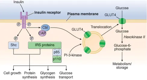 Figure 1.2 Insulin signal transduction pathway in skeletal muscle. The insulin receptor has intrinsic 