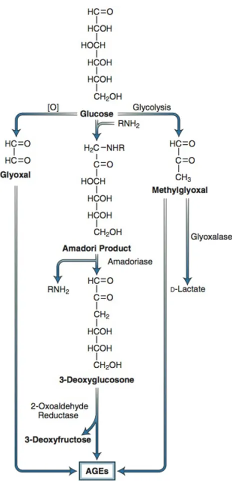 Figure 2.4 Potential pathways leading to the formation of advanced glycation end products (AGEs) from 