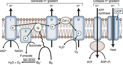 Figure  2.5  Production  of  superoxide  by  the  mitochondrial  electron  transport  chain