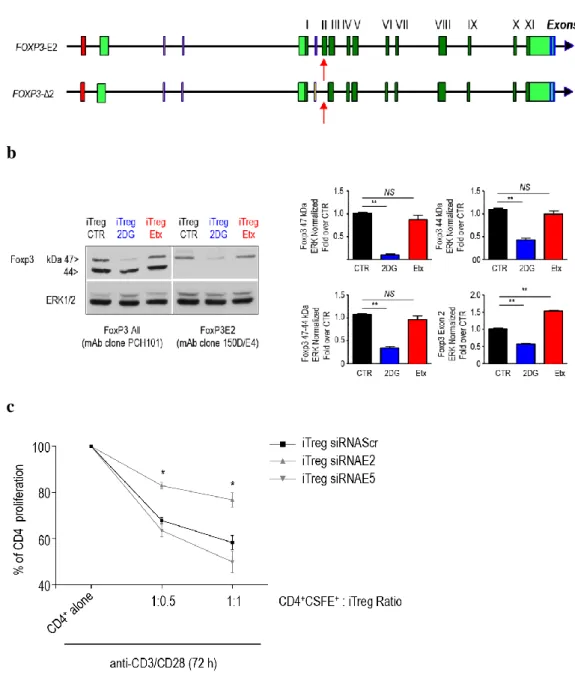 Fig. 7: Glycolysis controls the expression of FoxP3Exon2 splicing forms which are indispensable for suppressive  function  to  occur