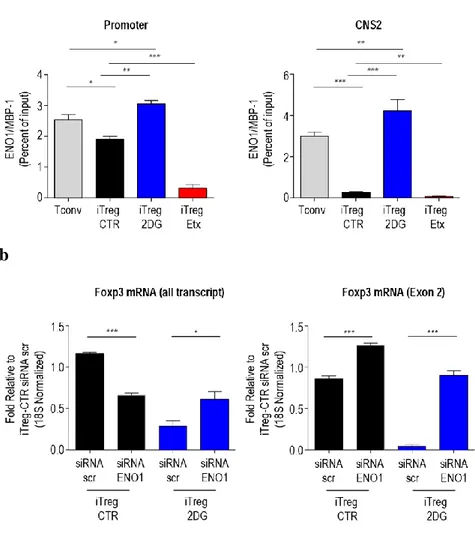 Fig. 8: Localization of enolase-1 on FoxP3 promoter and CNS2 controls FoxP3-E2 expression