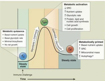 Fig. 3: T cell metabolism changes over the course of an immune response. 