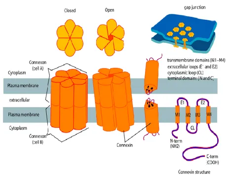 Figure 1: The image shows a GJ and its main element.[LadyofHats et al., 2006] 