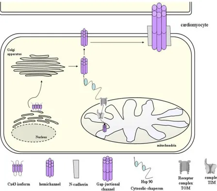 Figure 4: During biosynthesis, Cx43 is inserted into the endoplasmatic reticulum 