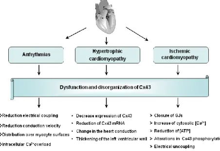 Figure 7: Schematic diagram that shows the effects of Cx43 dysfunction and 