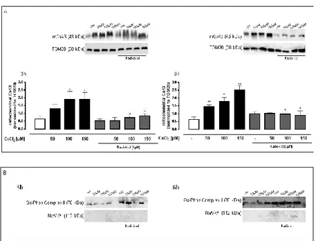 Figure 9:  CoCl 2  increases mitochondrial Cx43 expression. CoCl 2  (50-100-150µM)   was administered for 3 and 6 h in H9c2 cells and mCx43 expressions were detected  by Western blot analysis
