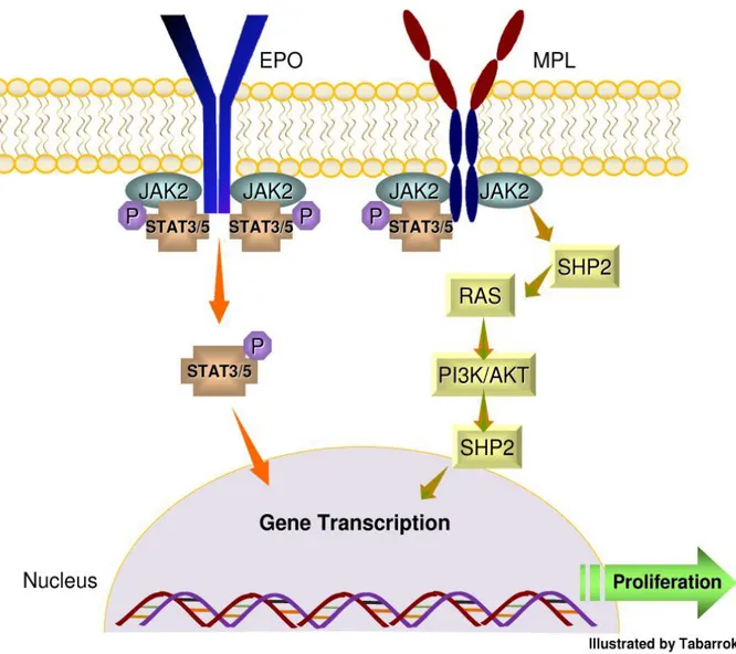 Figure 1. JAK2 receptor signaling and activation of STAT pathway. The binding of erythropoietin (EPO) to a receptor results in receptor 