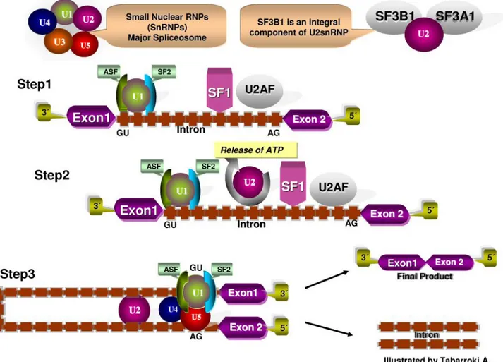 Figure 3. RNA Splicing machinery. RNA splicing is a mechanism in which non-coding regions (introns) are removed and coding regions (exons) 