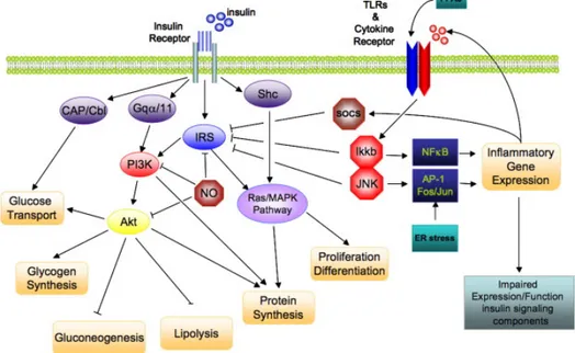 Figure  4:  Direct  interaction  of  insulin  signaling  and  inflammatory  pathways.  Insulin  signaling cascade branches into two main pathways