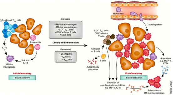 Figure 5: Immune cells mediate inflammation in adipose tissue. In the lean state, adipose  tissue  T H 2  T  cells,  T REG   cells,  eosinophils  and  M2-like  resident  macrophages  predominate