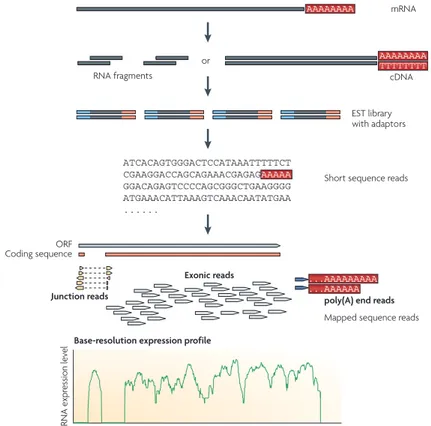 Figure 1 | A typical RNA-Seq experiment. Briefly, long RNAs are first converted into a library of cDNA  fragments through either RNA fragmentation or DNA fragmentation (see main text)