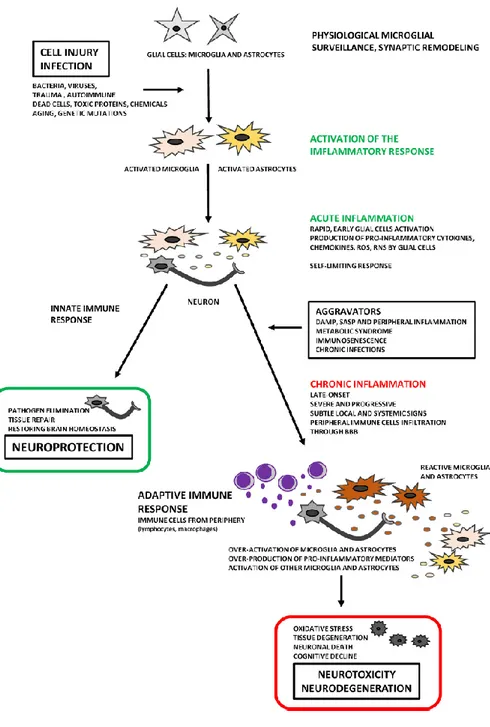 Figure 1.2: Two faces of neuroinflammation. Chronic inflammation is an  important feature in the progressive of neurodegeneration