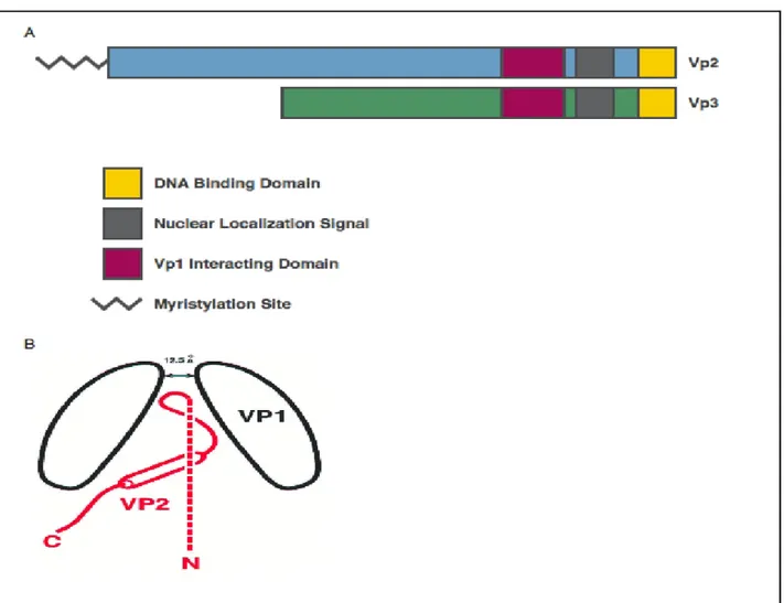 Figure  5:  Minor  protein  domains. (A) Vp3 is identical to two-thirds of Vp2. This shared region is comprised of the DNA 