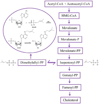 Figure 2. Proposed biosynthesis of iPA in plants 