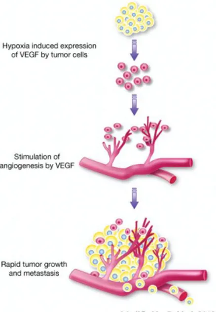 Figure 4. Tumor associated-angiogenesis 