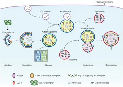 Figure 6. Schematic depiction of autophagy. Mammalian autophagy is initiated by the  formation of the phagophore, followed by a series of steps, including the elongation and  expansion  of  the  phagophore,  closure  and  completion  of  a  double-membrane