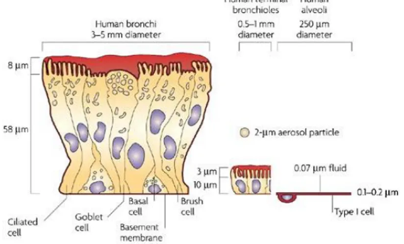 Figure 2: Comparison of the lung epithelium at different sites within the lungs. 